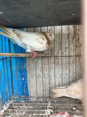 লাল পট্টি কবুতর