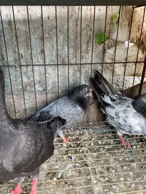 বাঘা কবুতর