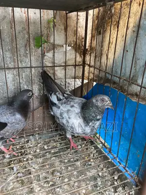 পাখি ফ্যাট কবুতর ডাউন শেপ