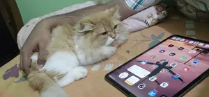 6-12 Months Female Purebred Persian Cat