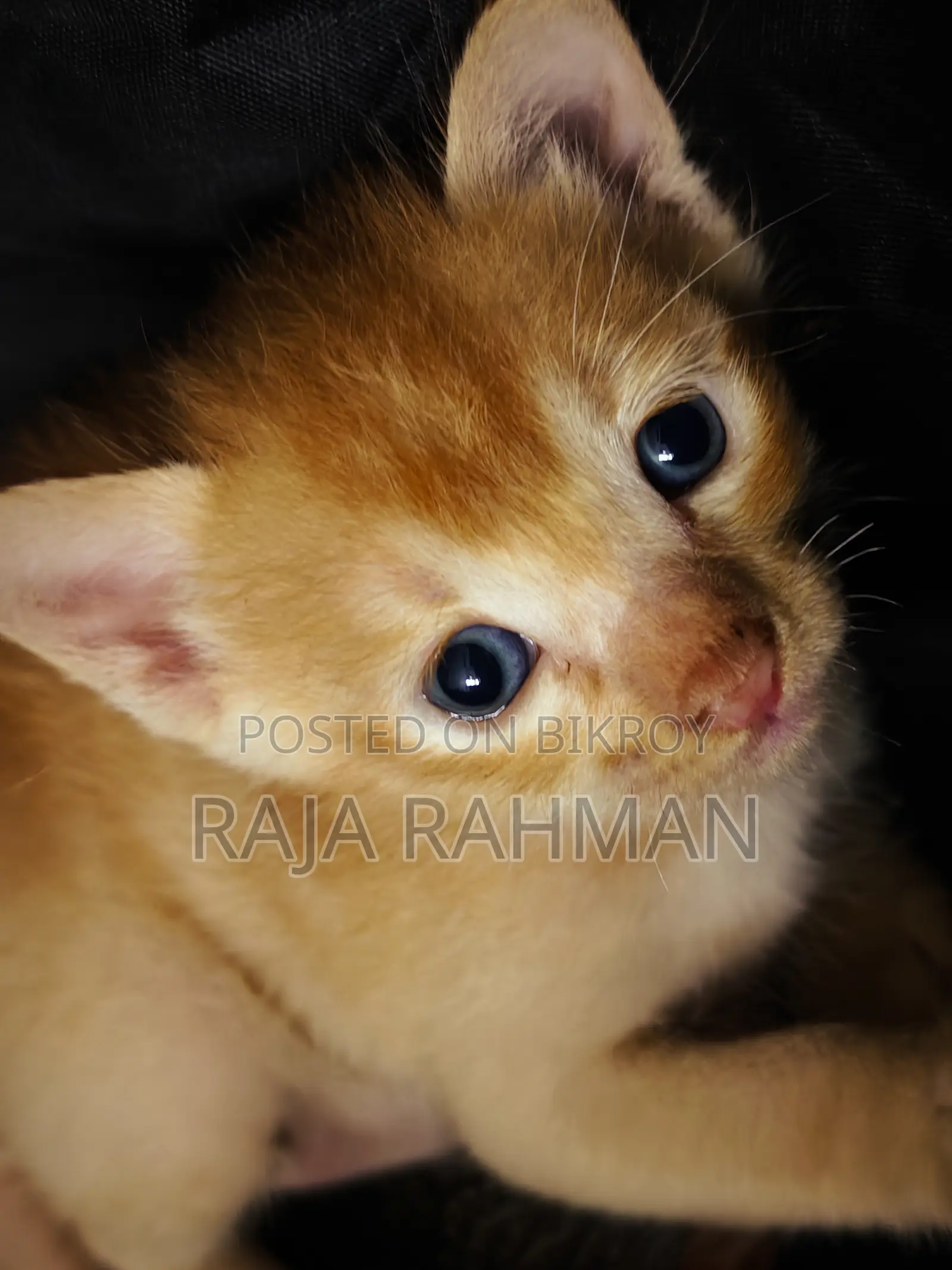 0-1 Month Male Mixed Breed Bengal