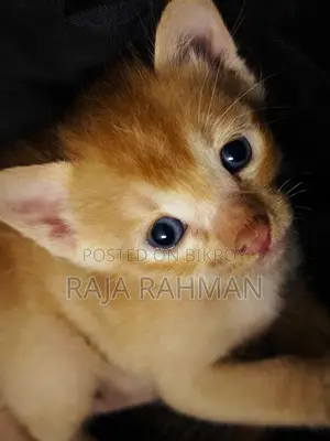 0-1 Month Male Mixed Breed Bengal