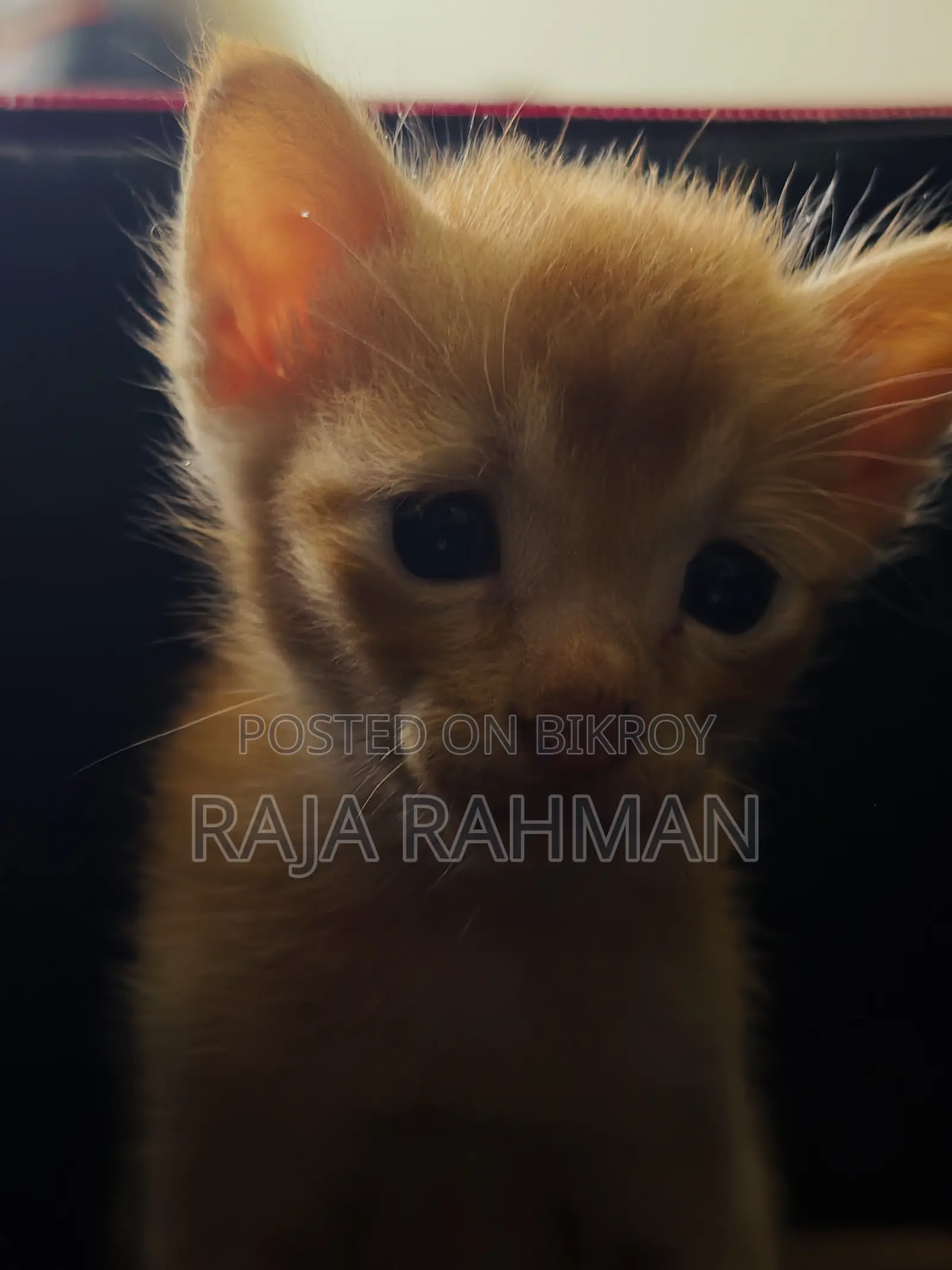 0-1 Month Male Mixed Breed Bengal