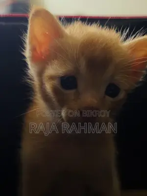 0-1 Month Male Mixed Breed Bengal