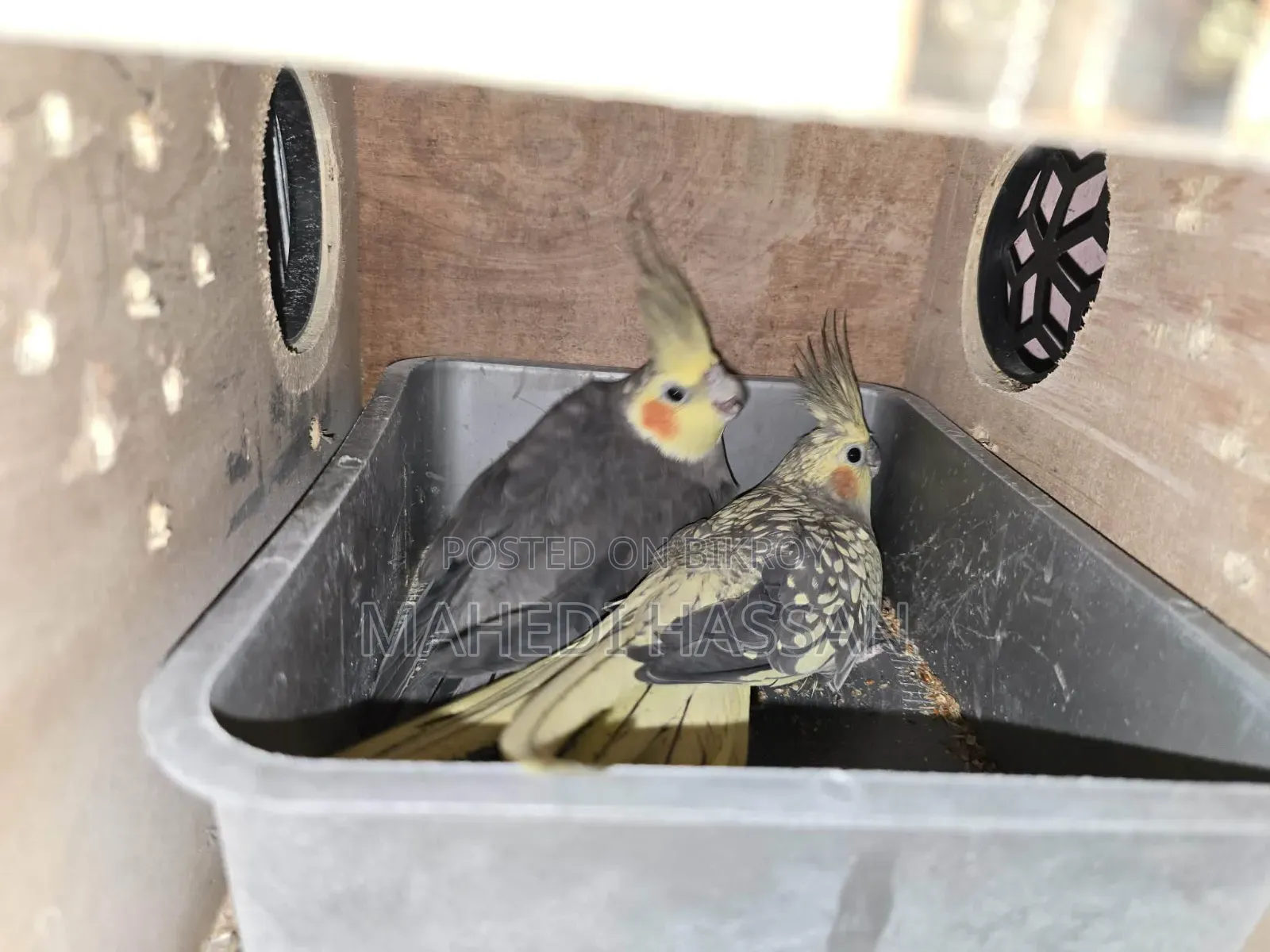 Cockatiel Bird