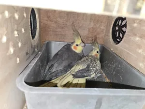 Cockatiel Bird