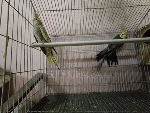 Cockatiel Bird