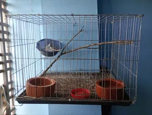 ৬ পিস খাঁচা সেল হবে
