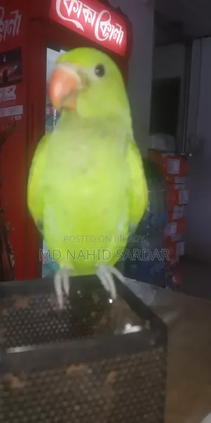 সবুজ টিয়া পাখি