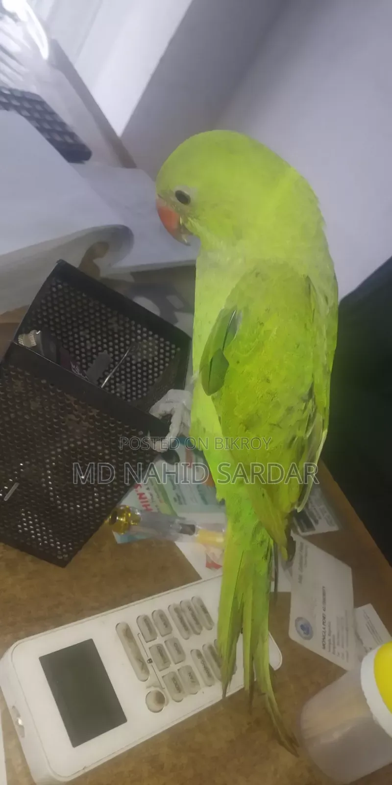 সবুজ টিয়া পাখি