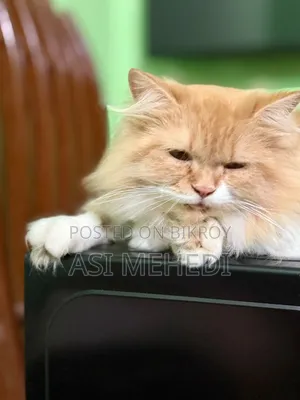 6-12 Months Female Purebred Persian Cat