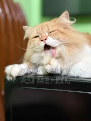 6-12 Months Female Purebred Persian Cat