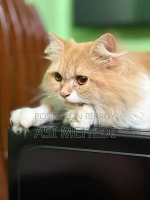 6-12 Months Female Purebred Persian Cat