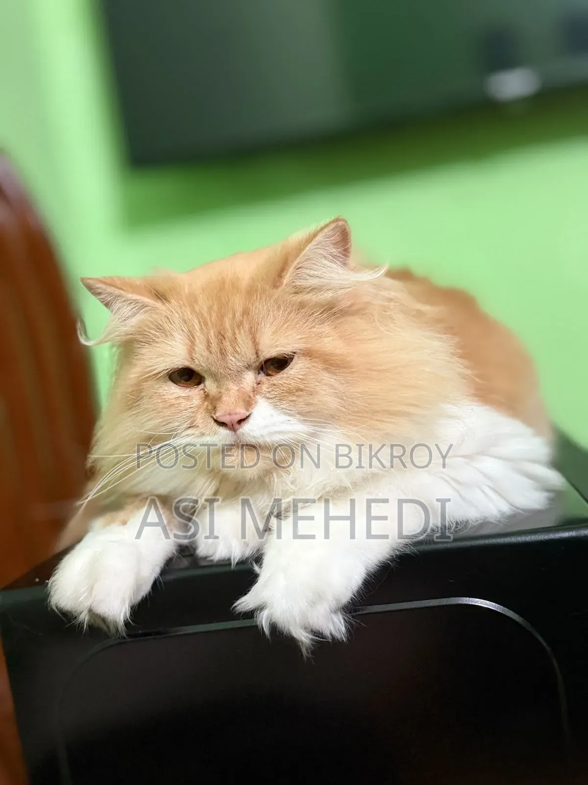 6-12 Months Female Purebred Persian Cat