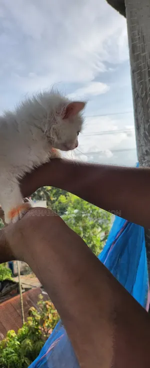 1-3 Months Female Purebred Persian