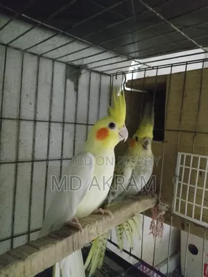 Cockatiel bird for sale