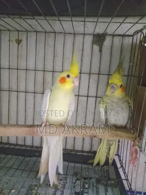 Cockatiel bird for sale