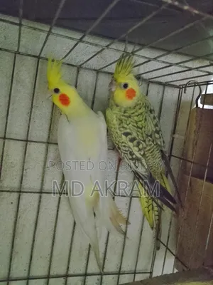 Cockatiel bird for sale