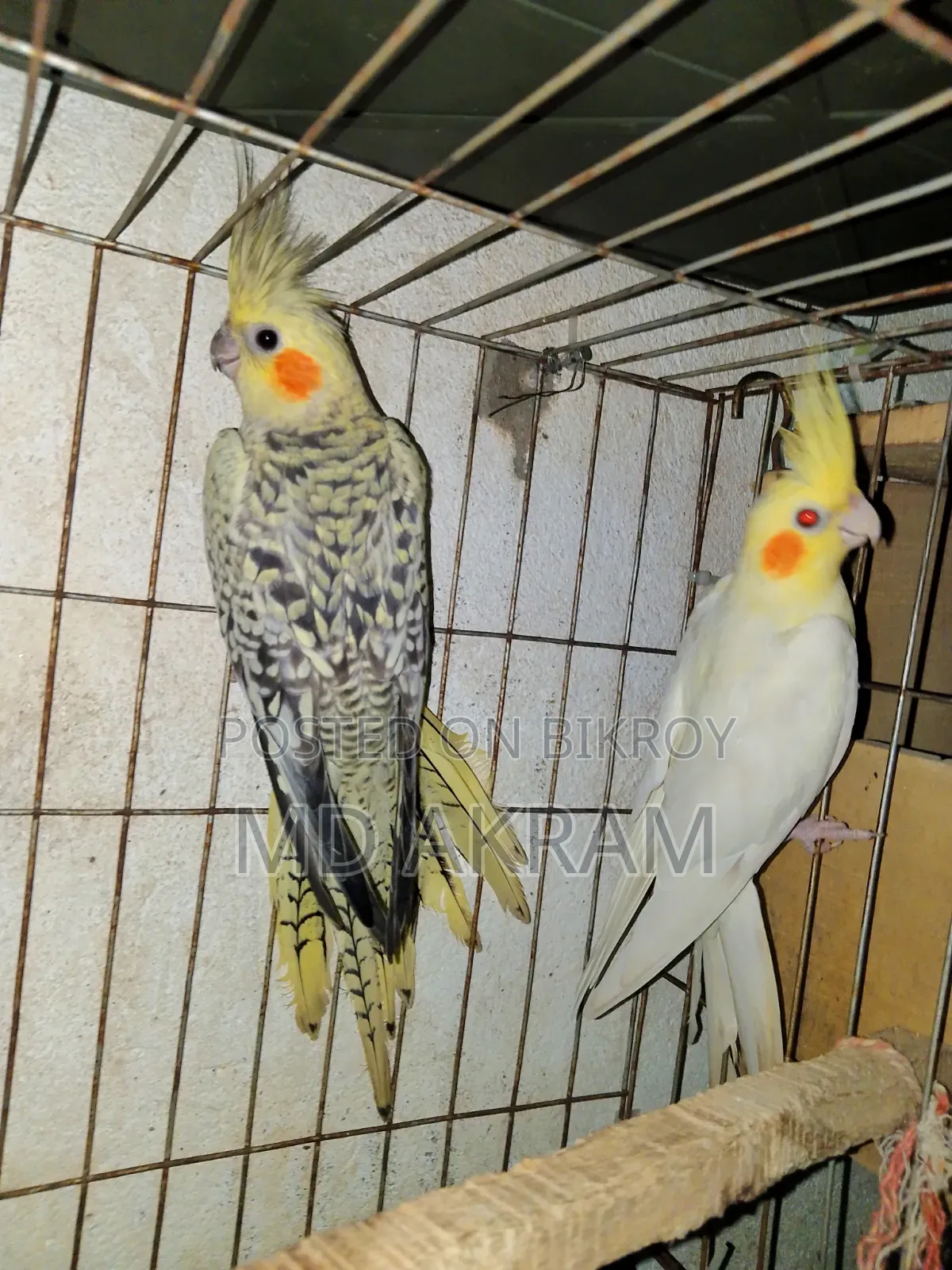 Cockatiel bird for sale