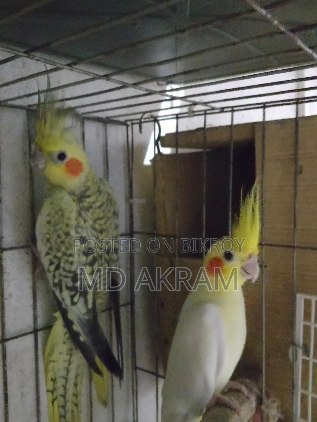 Cockatiel bird for sale