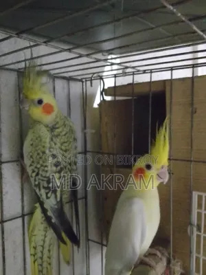 Cockatiel bird for sale