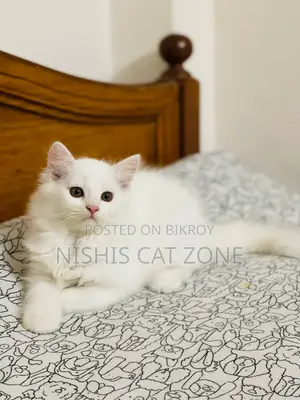 1-3 Months Female Purebred Persian