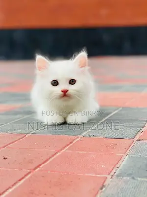 1-3 Months Female Purebred Persian