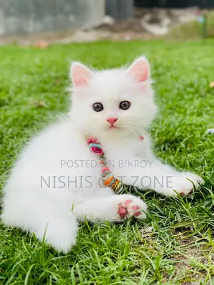 1-3 Months Female Purebred Persian