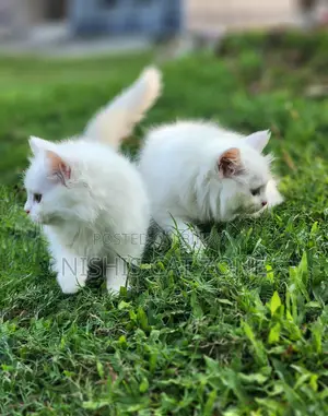 1-3 Months Female Purebred Persian