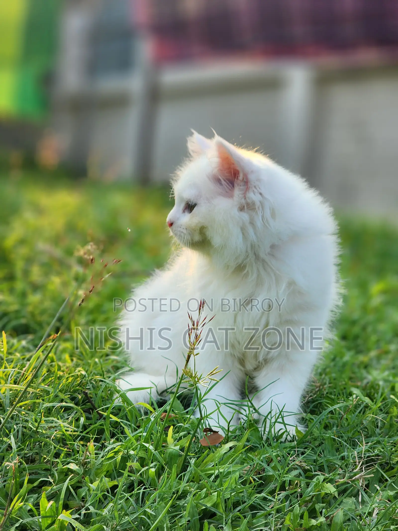 1-3 Months Female Purebred Persian