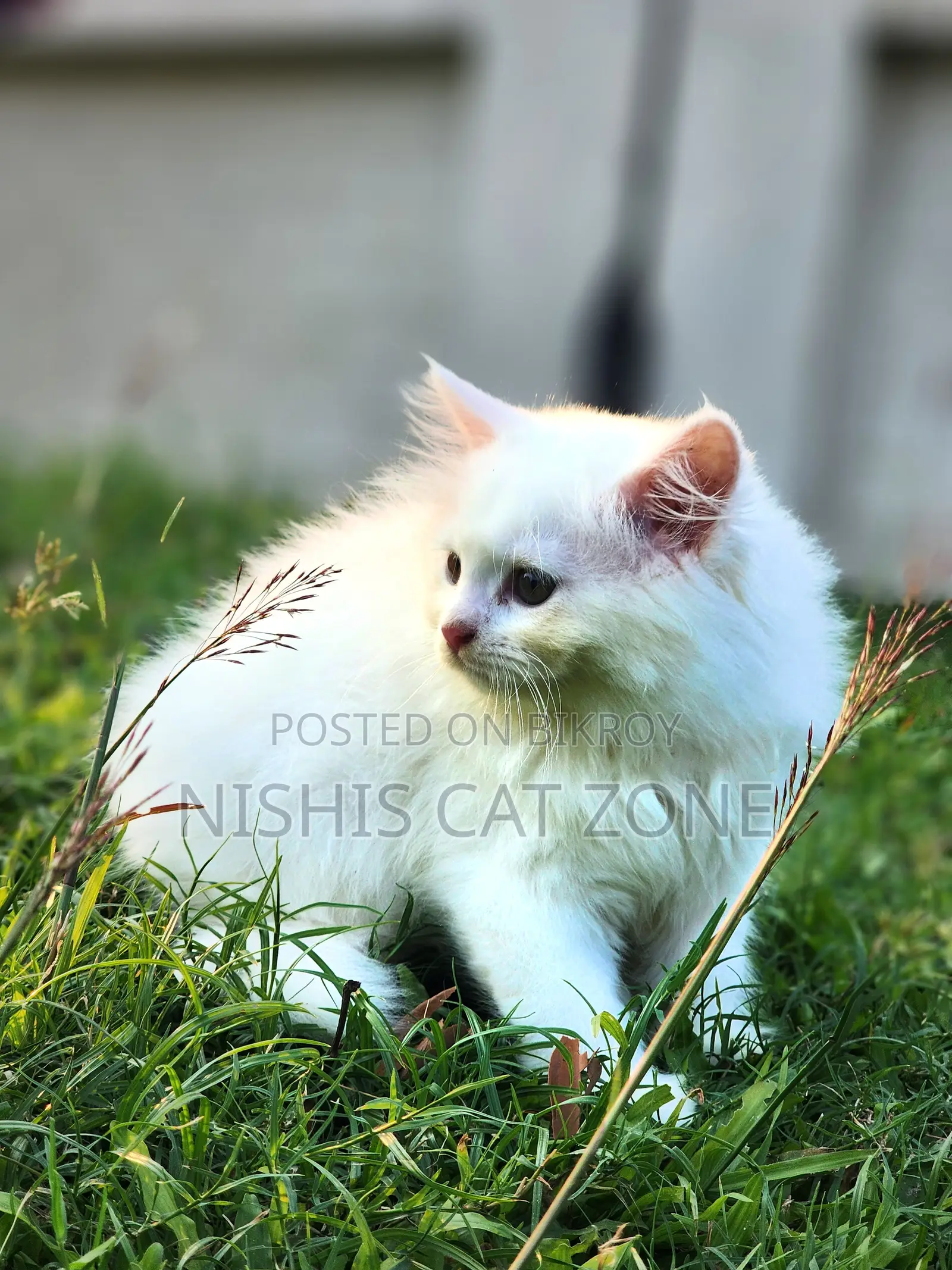 1-3 Months Female Purebred Persian