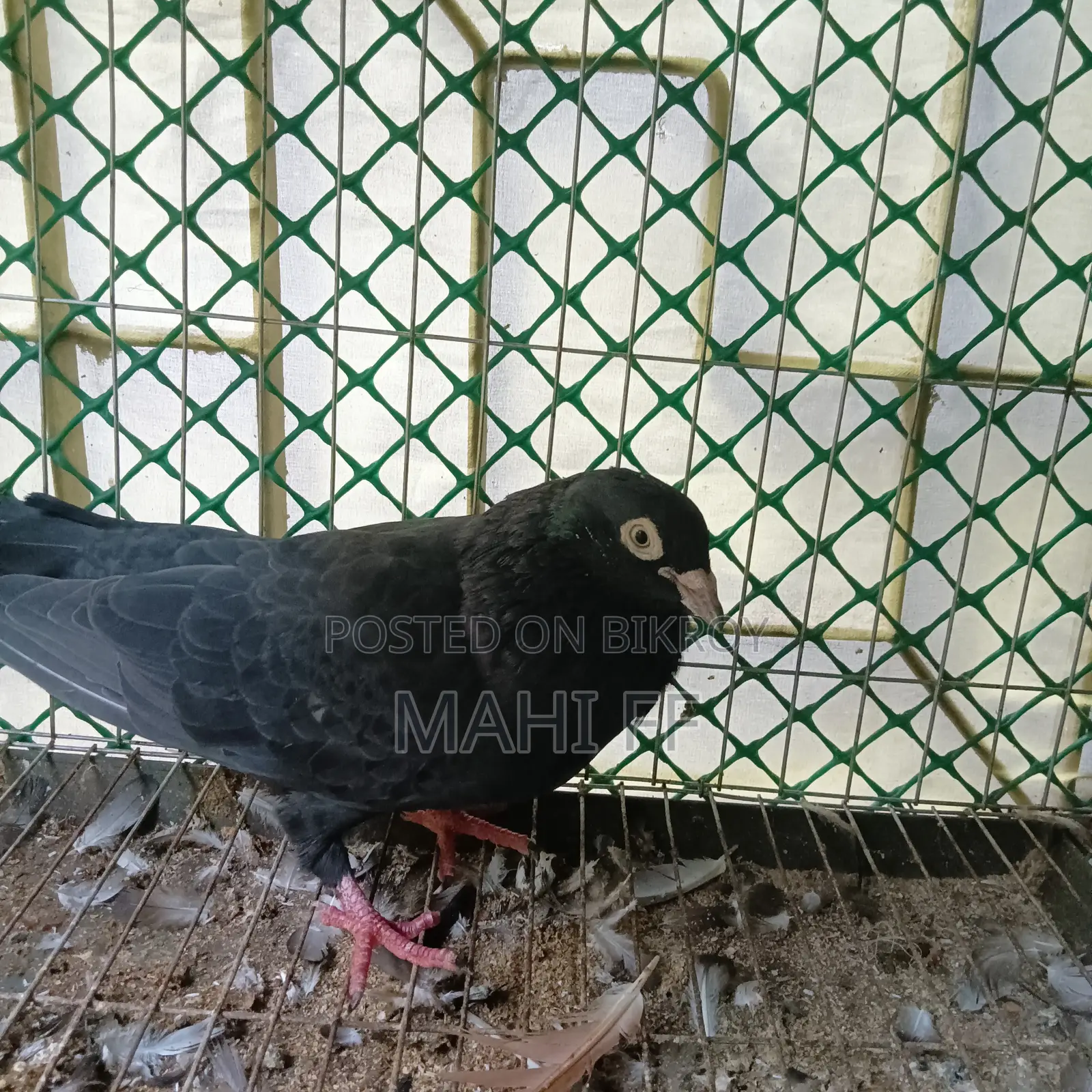ঝাক কবুতর