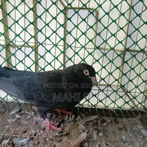 ঝাক কবুতর