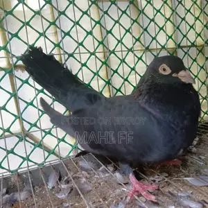 ঝাক কবুতর