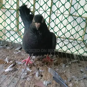 ঝাক কবুতর