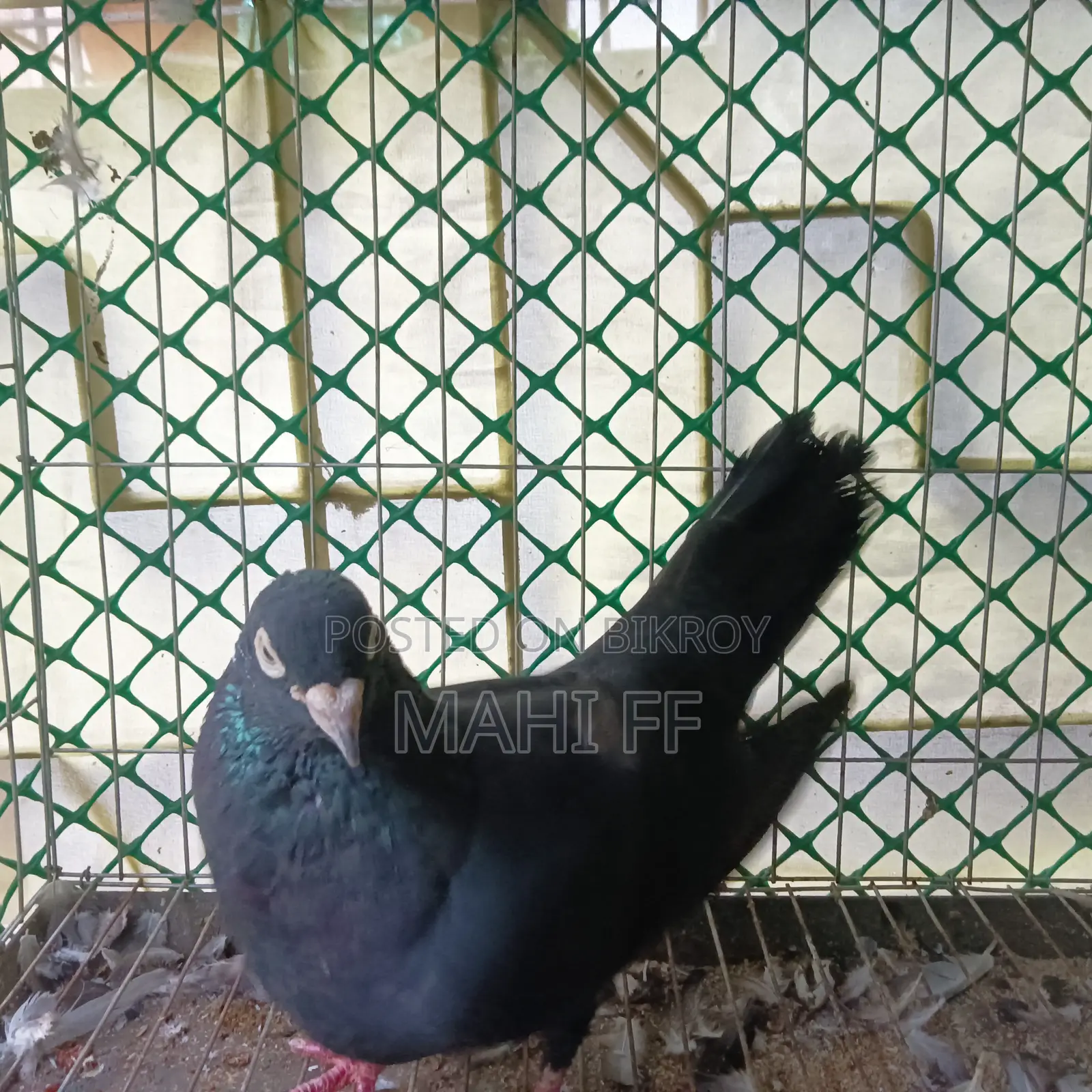 ঝাক কবুতর