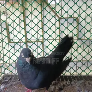 ঝাক কবুতর