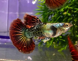 Red Dragon Guppy