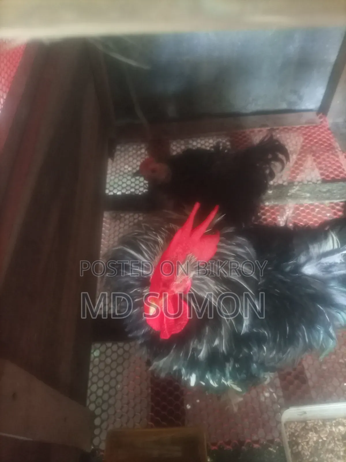 Frizzle Chicken Running Pair for Sale
