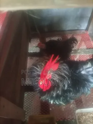 ফিজেল মুরগী রানিং জোরা বিক্রি হবে