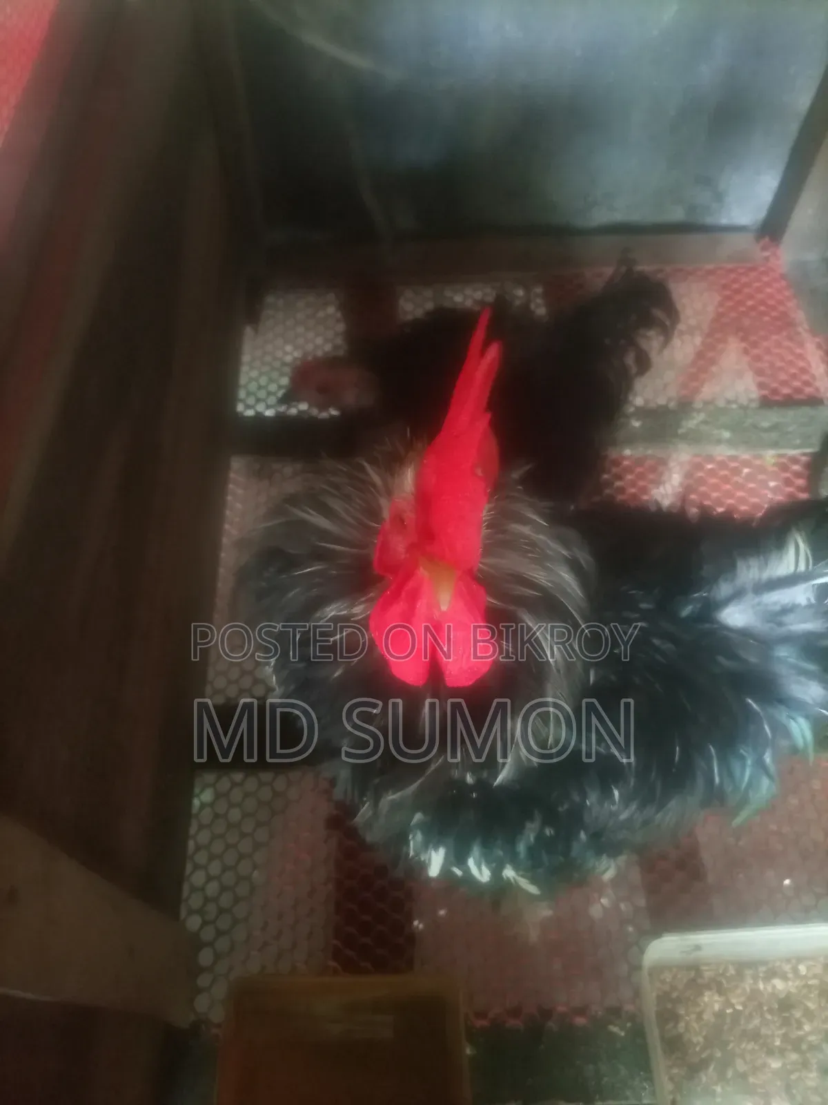 Frizzle Chicken Running Pair for Sale