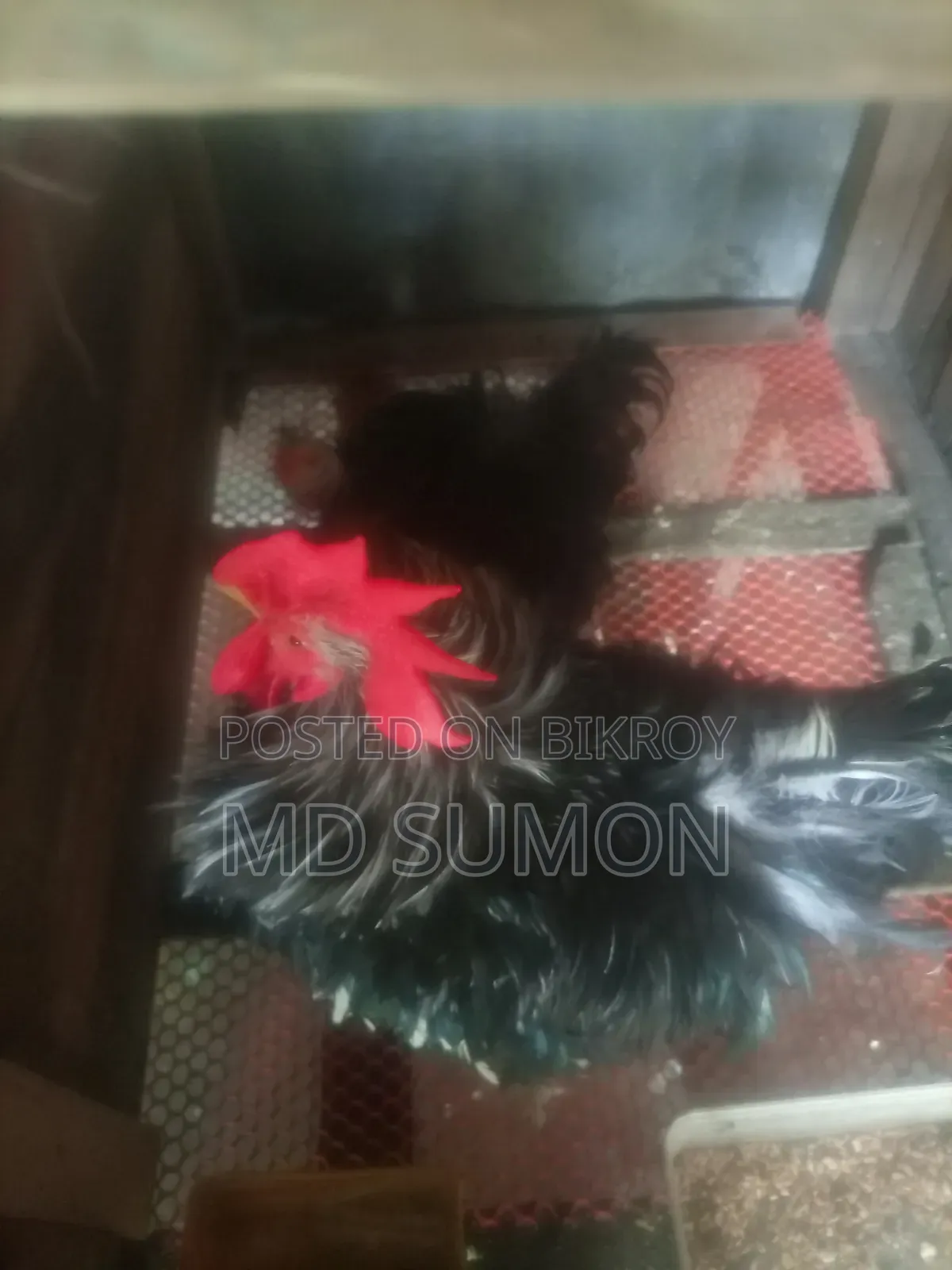 Frizzle Chicken Running Pair for Sale