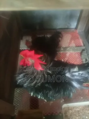 Frizzle Chicken Running Pair for Sale
