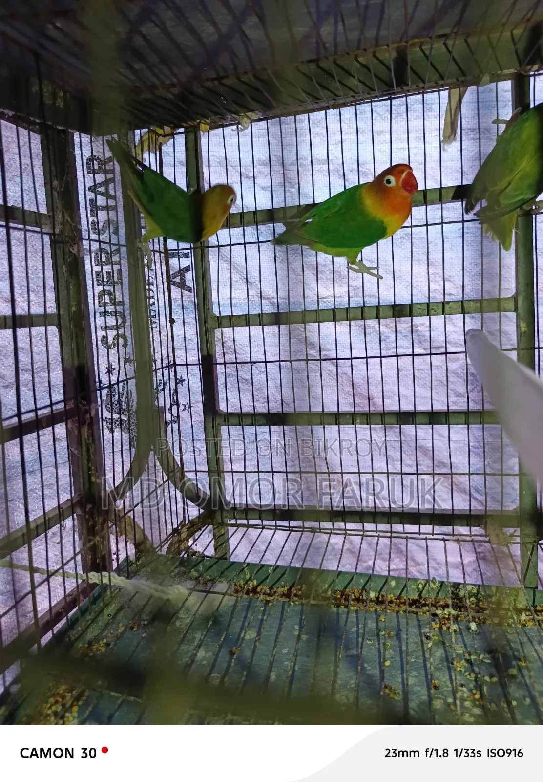 Three pieces of Lovebirds for sale!