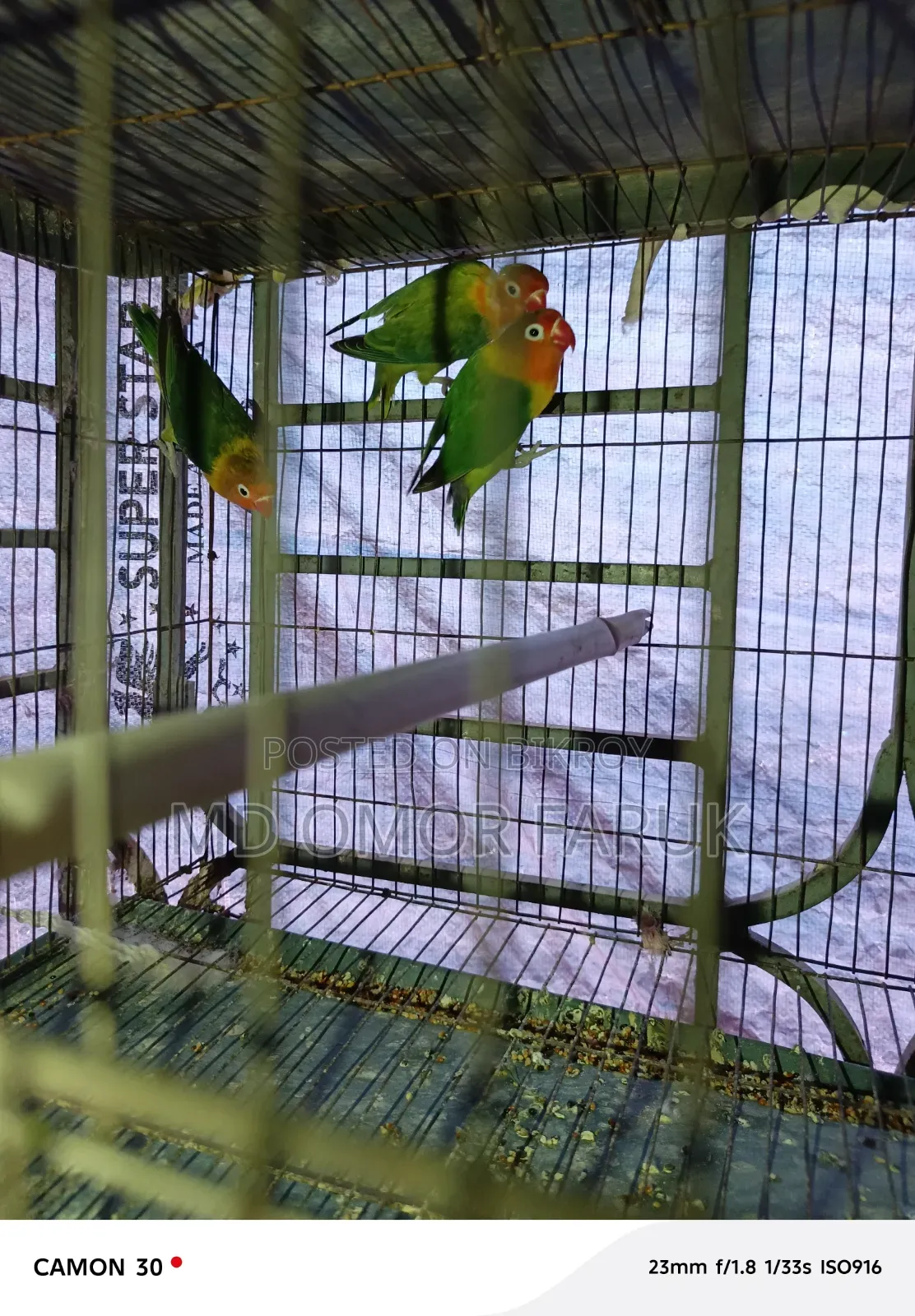 Three pieces of Lovebirds for sale!