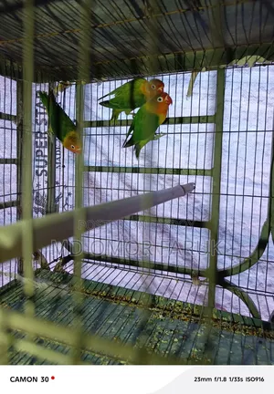 Three pieces of Lovebirds for sale!