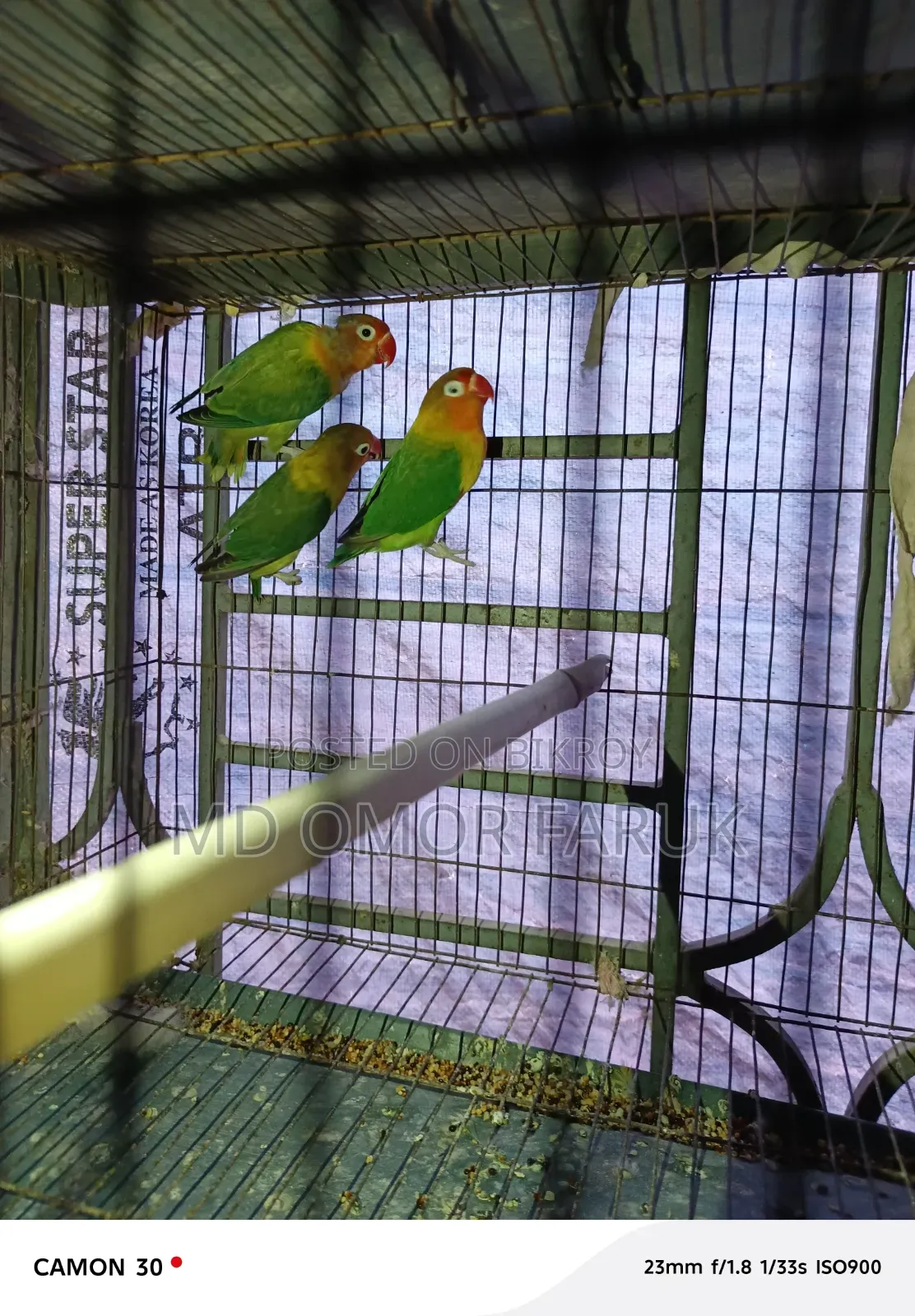 Three pieces of Lovebirds for sale!