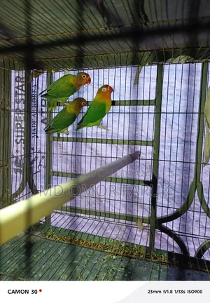 Three pieces of Lovebirds for sale!