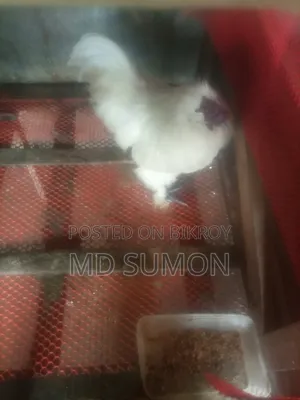 সিল্কি মুরগী মেল রানিং