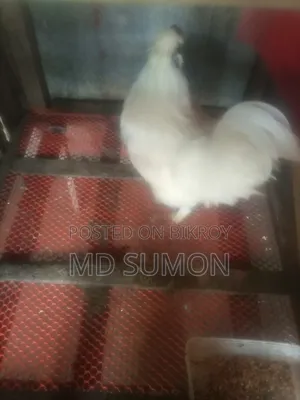 সিল্কি মুরগী মেল রানিং